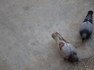 pigeons on the street