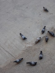 pigeons on the street