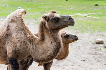 A camel is an even-toed ungulate in the genus Camelus that bears distinctive fatty deposits known as "humps" on its back.