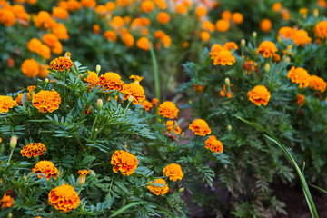 Colorful flowers grow in the city park