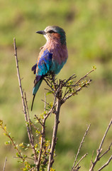 Lilac-breasted roller
