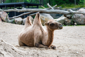 A camel is an even-toed ungulate in the genus Camelus that bears distinctive fatty deposits known...