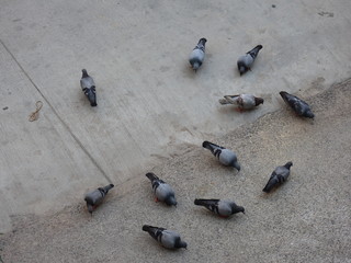 pigeons on the street