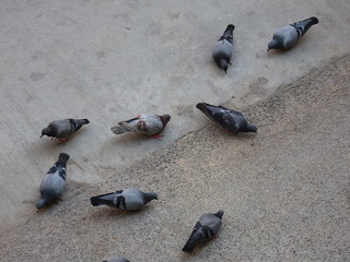 pigeons on the street