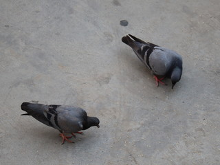 pigeon on the street