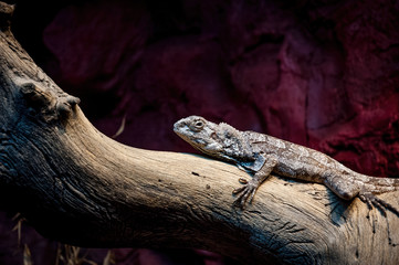 The frilled-necked lizard (Chlamydosaurus kingii), also known commonly as the frilled agama, frilled dragon or frilled lizard, is a species of lizard in the family Agamidae.