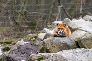 The red fox (Vulpes vulpes) is the largest of the true foxes and one of the most widely distributed members of the order Carnivora, being present across the entire Northern Hemisphere.
