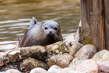 The grey seal (Halichoerus grypus) is found on both shores of the North Atlantic Ocean.