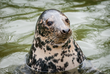 The grey seal (Halichoerus grypus) is found on both shores of the North Atlantic Ocean.