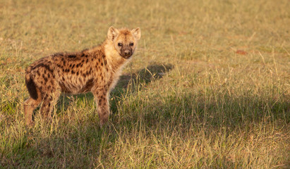 Spotted hyena