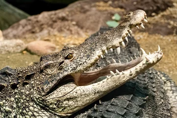 Poster The Cuban crocodile (Crocodylus rhombifer) is a small species of crocodile found only in Cuba. © Carlos Aranguiz