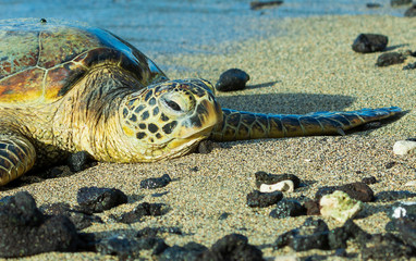 sea turtle on the beach