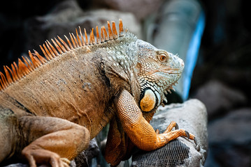 Iguana is a genus of herbivorous lizards that are native to tropical areas of Mexico, Central America, South America, and the Caribbean.
