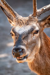 The red deer (Cervus elaphus) is one of the largest deer species.