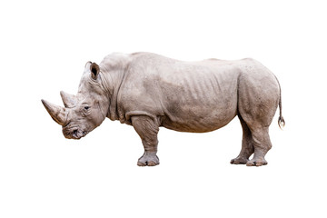 A rhinoceros isolated on white background.