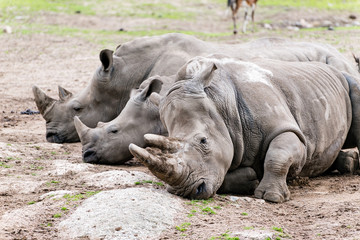 Three white rhinos lying on the ground.
