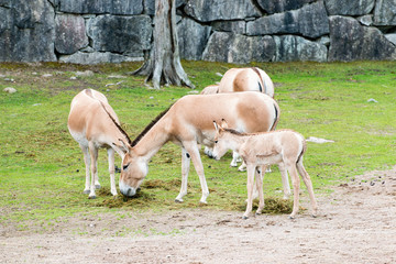 The onager (Equus hemionus), also known as hemione or Asiatic wild ass,[3] is a species of the...