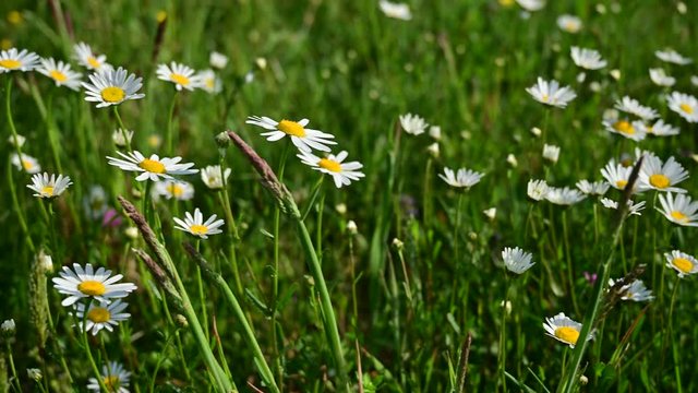 Bellis perennis is a common European species of daisy, of the family Asteraceae, often considered the archetypal species of that name. Many related plants also share the name "daisy", Daisy in park

