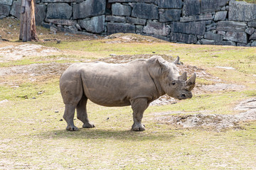 A rhinoceros commonly abbreviated to rhino, is one of any five extant species of odd-toed ungulates in the family Rhinocerotidae, as well as any of the numerous extinct species therein.
