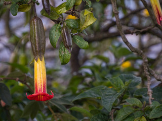 Red Angel's trumpet