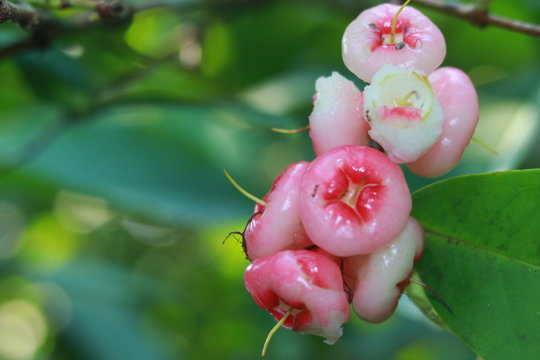 tropical fruits called Rose apple, Wax Apple, Java Apple,Jambu on a branch with green leaves background.