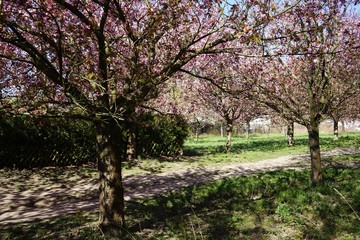 Kirschbl&uuml;tensaison in Teltow (Berliner Mauerweg)