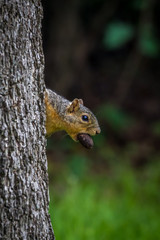 squirrel on a tree