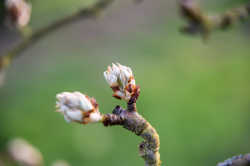 Bud of apple tree right before blooming