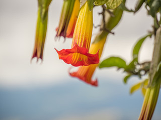 Red Angel's trumpet