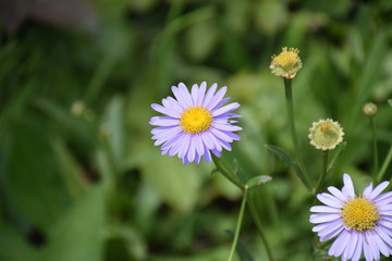 薄紫の小さい花