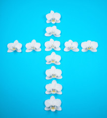 Cross of flowers from white orchid (Phalaenopsis) Orchidaceae isolated on blue background. for freedom and peace with Easter etc...
