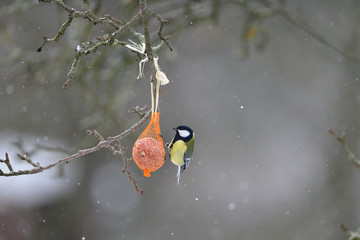 Great tit hanging and eating on  tallow ball with seeds in winter