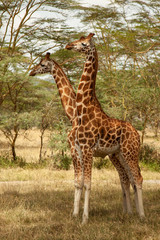 Two-headed giraffe
