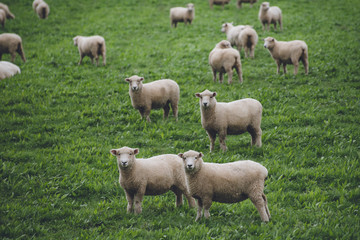 Obraz na płótnie Canvas Sheeps in New Zealand ニュージーランドの羊 