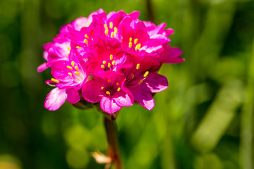 Obraz premium Grasnelke