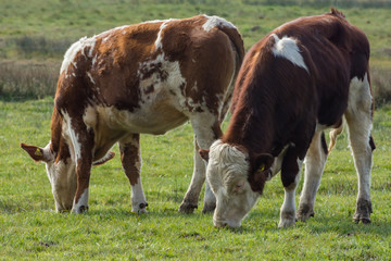 Fototapeta na wymiar cows grazing in a field