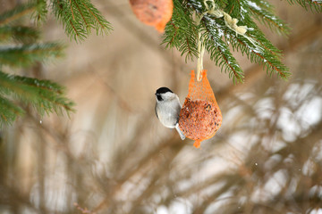 Marsh tit sitting and eating on  tallow ball with seeds in winter
