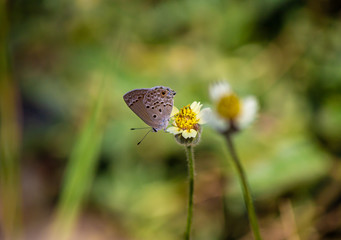 A pequena borboleta.