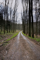 road in the woods
