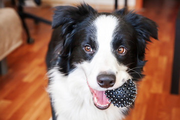 Funny portrait of cute smilling puppy dog border collie holding toy ball in mouth. New lovely member of family little dog at home playing with owner. Pet care and animals concept.