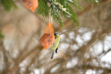 Eurasian blue tit hanging and eating on  tallow ball with seeds in winter