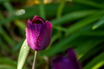 purple tulip with water drops
