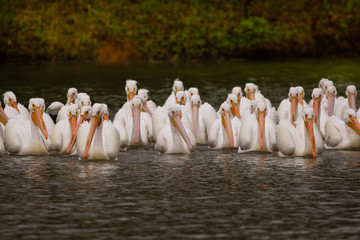 pelicans in the water