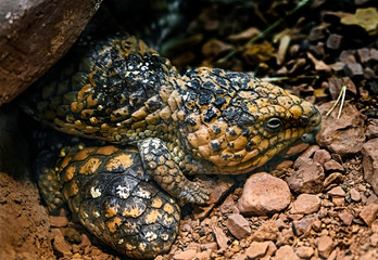 Short-tailed skink on the ground in its enclosure. Latin name - Tiliqua rugosa