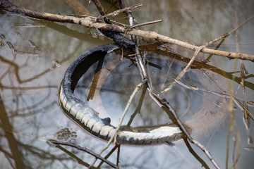 Old tire in a puddle ecological problem
