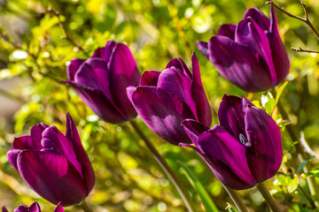 purple tulip closeup, spring in germany