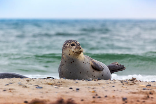 Helgoland, Dune Island, Halichoerus grypus - young seal lying on a beautiful sand beach in the background of a clean, blue, sea.
