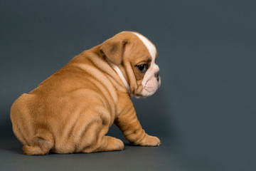 English Bulldog puppy