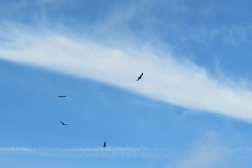 Fototapeta na wymiar Birds flying in the blue sky on clouds background