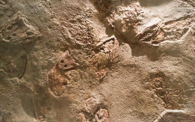 prehistoric fossils in sandy rock background